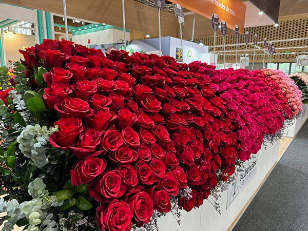 Grower bunches being harvested