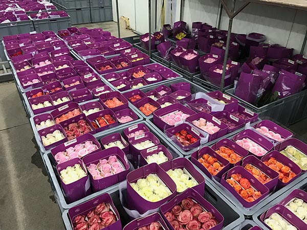 Stems on ecommerce website